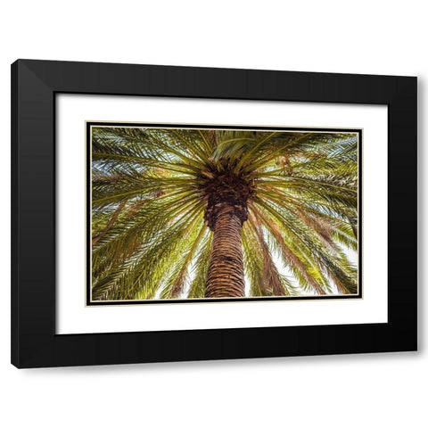 Canary Islands-Tenerife Island-Masca-palm tree Black Modern Wood Framed Art Print with Double Matting by Bibikow, Walter