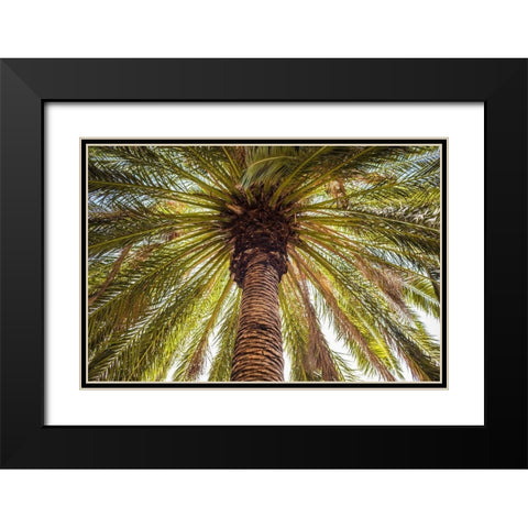 Canary Islands-Tenerife Island-Masca-palm tree Black Modern Wood Framed Art Print with Double Matting by Bibikow, Walter