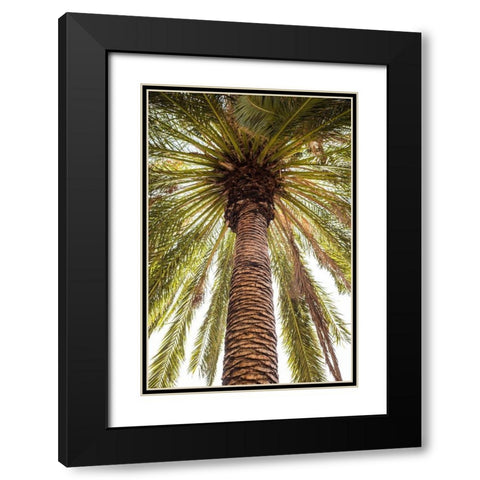 Canary Islands-Tenerife Island-Masca-palm tree Black Modern Wood Framed Art Print with Double Matting by Bibikow, Walter