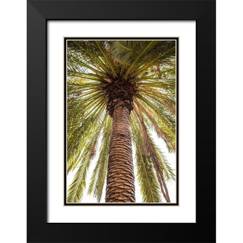 Canary Islands-Tenerife Island-Masca-palm tree Black Modern Wood Framed Art Print with Double Matting by Bibikow, Walter