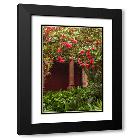Canary Islands-Tenerife Island-San Cristobal de La Laguna-Convento de San Agustin convent-gardens Black Modern Wood Framed Art Print with Double Matting by Bibikow, Walter