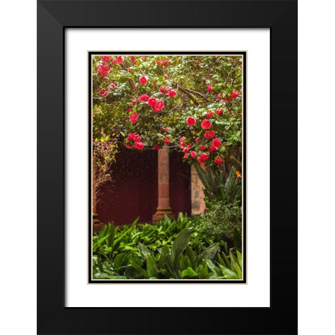 Canary Islands-Tenerife Island-San Cristobal de La Laguna-Convento de San Agustin convent-gardens Black Modern Wood Framed Art Print with Double Matting by Bibikow, Walter