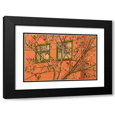Sweden-Stockholm-Gamla Stan-Old Town-magnolia tree-spring Black Modern Wood Framed Art Print with Double Matting by Bibikow, Walter