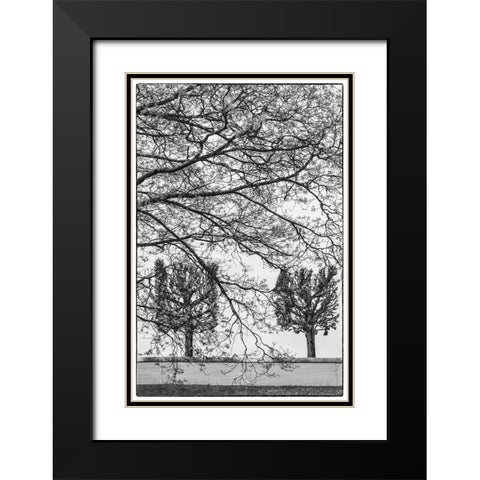 Sweden-Stockholm-trees-early spring Black Modern Wood Framed Art Print with Double Matting by Bibikow, Walter
