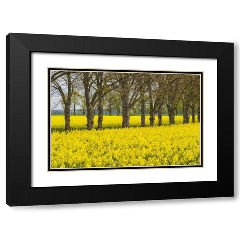 Sweden-Gotland Island-Romakloster-landscape with yellow flowers-springtime Black Modern Wood Framed Art Print with Double Matting by Bibikow, Walter