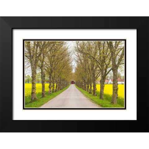 Sweden-Gotland Island-Romakloster-country road with yellow springtime flowers Black Modern Wood Framed Art Print with Double Matting by Bibikow, Walter