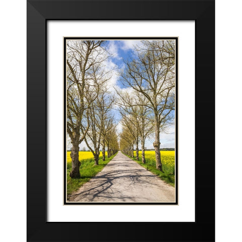 Sweden-Gotland Island-Romakloster-country road with yellow springtime flowers Black Modern Wood Framed Art Print with Double Matting by Bibikow, Walter