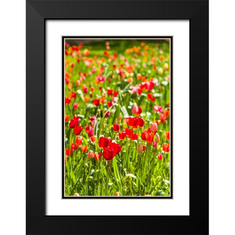 Sweden-Oland Island-Borgholm-Solliden Slott palace-Swedish Royal Family summer palace-palace garden Black Modern Wood Framed Art Print with Double Matting by Bibikow, Walter