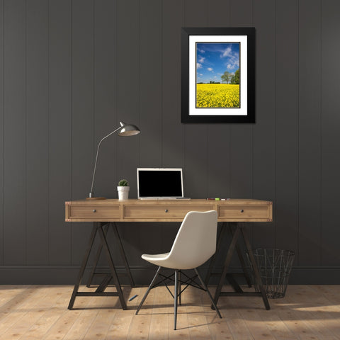 Southern Sweden-Boste lage-filed with yellow flowers-springtime Black Modern Wood Framed Art Print with Double Matting by Bibikow, Walter
