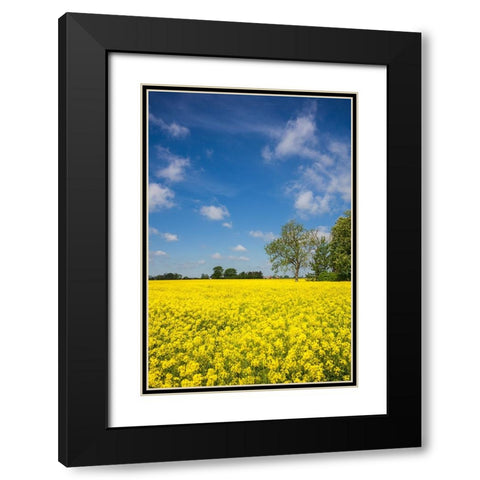 Southern Sweden-Boste lage-filed with yellow flowers-springtime Black Modern Wood Framed Art Print with Double Matting by Bibikow, Walter