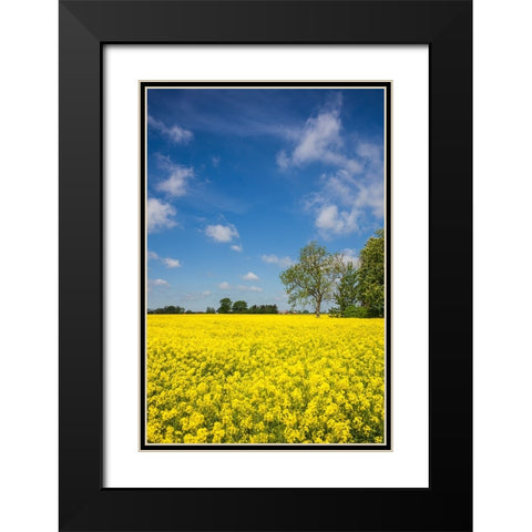 Southern Sweden-Boste lage-filed with yellow flowers-springtime Black Modern Wood Framed Art Print with Double Matting by Bibikow, Walter