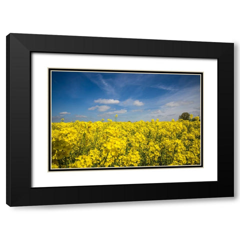 Southern Sweden-Boste lage-filed with yellow flowers-springtime Black Modern Wood Framed Art Print with Double Matting by Bibikow, Walter