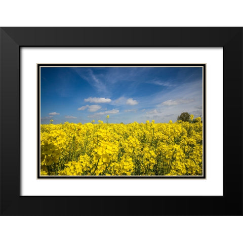 Southern Sweden-Boste lage-filed with yellow flowers-springtime Black Modern Wood Framed Art Print with Double Matting by Bibikow, Walter