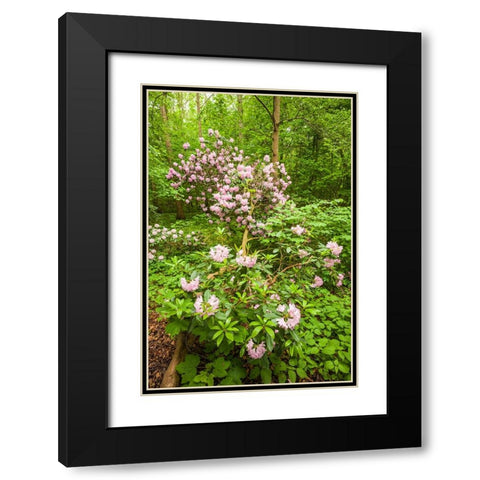 Sweden-Scania-Molle-Krapperups Slott castle-ancient home of the Gyllenstierna family-public garden- Black Modern Wood Framed Art Print with Double Matting by Bibikow, Walter