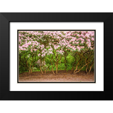 Sweden-Scania-Molle-Krapperups Slott castle-ancient home of the Gyllenstierna family-public garden- Black Modern Wood Framed Art Print with Double Matting by Bibikow, Walter