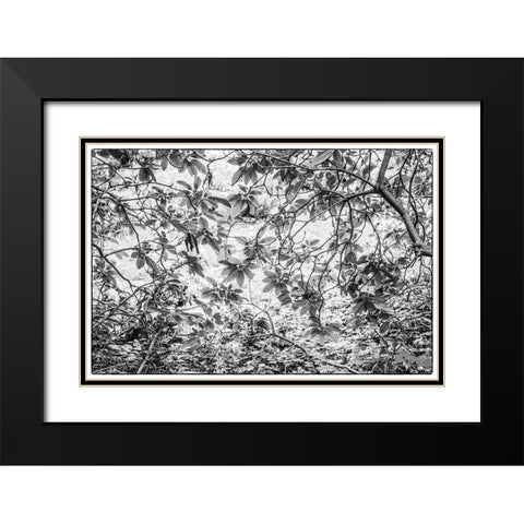 Sweden-Scania-Molle-Krapperups Slott castle-ancient home of the Gyllenstierna family-public garden- Black Modern Wood Framed Art Print with Double Matting by Bibikow, Walter