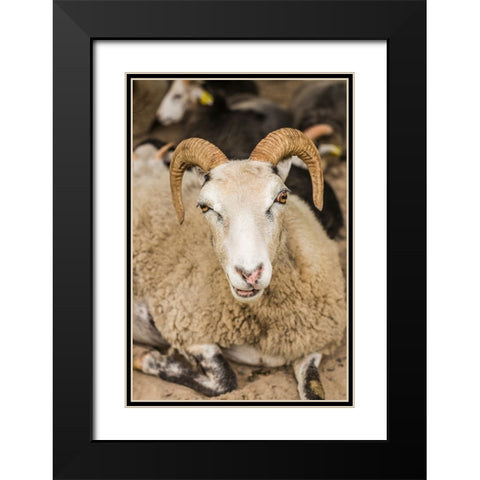 Sweden-Bohuslan-Tanumshede-goat Black Modern Wood Framed Art Print with Double Matting by Bibikow, Walter
