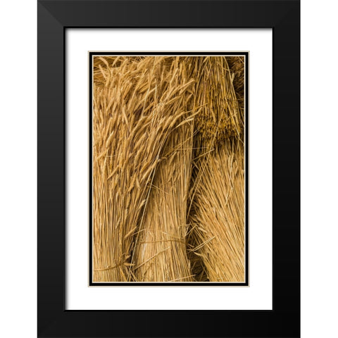 Sweden-Bohuslan-Tanumshede-cut wheat Black Modern Wood Framed Art Print with Double Matting by Bibikow, Walter