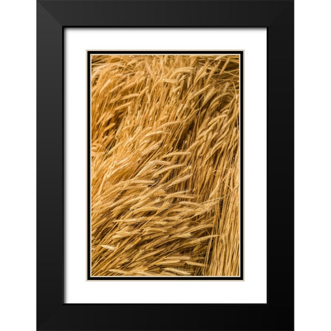 Sweden-Bohuslan-Tanumshede-cut wheat Black Modern Wood Framed Art Print with Double Matting by Bibikow, Walter