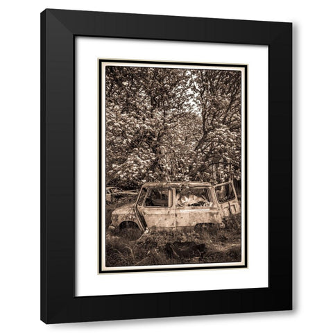 Sweden-Varmland-Bastnas-Bastnas Car Cemetery public park-antique car junkyard Black Modern Wood Framed Art Print with Double Matting by Bibikow, Walter