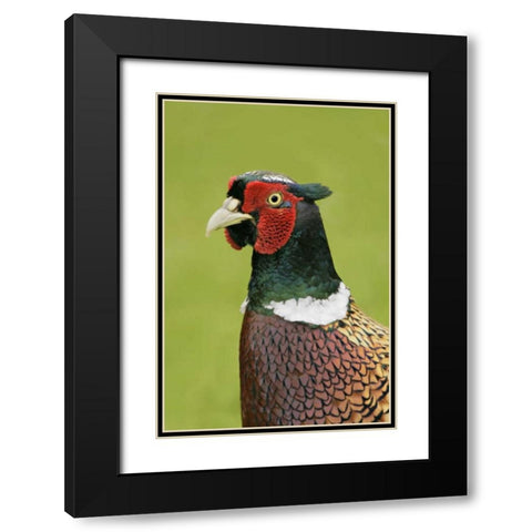 Great Britain, Tresco Isl Ring-necked pheasant Black Modern Wood Framed Art Print with Double Matting by Morris, Arthur