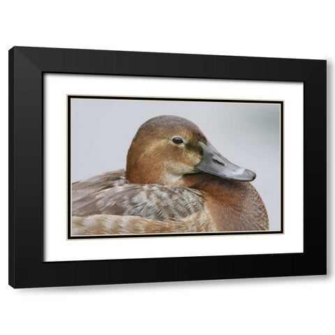 Great Britain, London Close-up of pochard duck Black Modern Wood Framed Art Print with Double Matting by Morris, Arthur