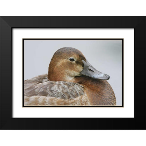 Great Britain, London Close-up of pochard duck Black Modern Wood Framed Art Print with Double Matting by Morris, Arthur