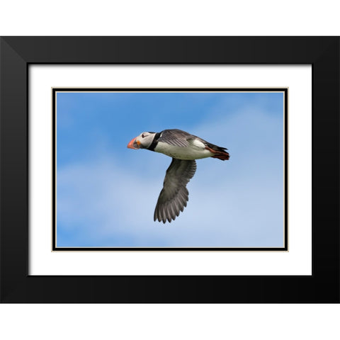 Atlantic Puffin-Fratercula arctica-flying-Northumberland-UK Black Modern Wood Framed Art Print with Double Matting by Su, Keren