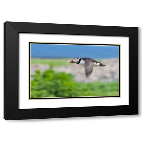 Atlantic Puffins-Fratercula arctica-flying-Northumberland-UK Black Modern Wood Framed Art Print with Double Matting by Su, Keren