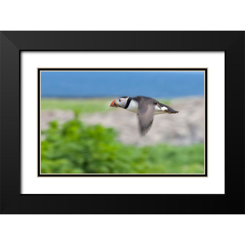 Atlantic Puffins-Fratercula arctica-flying-Northumberland-UK Black Modern Wood Framed Art Print with Double Matting by Su, Keren