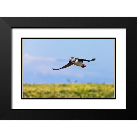 Atlantic Puffin-Fratercula arctica-flying and carrying fish in its beak-Northumberland-UK Black Modern Wood Framed Art Print with Double Matting by Su, Keren