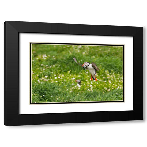 Atlantic Puffin-Fratercula arctica-flying over the meadow carrying fish in its beak-Northumberland- Black Modern Wood Framed Art Print with Double Matting by Su, Keren
