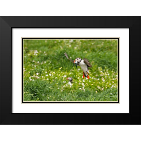 Atlantic Puffin-Fratercula arctica-flying over the meadow carrying fish in its beak-Northumberland- Black Modern Wood Framed Art Print with Double Matting by Su, Keren