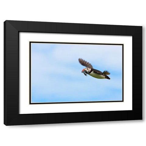 Atlantic Puffins-Fratercula arctica-flying and carrying fish in its beak-Northumberland-UK Black Modern Wood Framed Art Print with Double Matting by Su, Keren