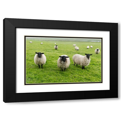 Blackface ewe-Northumberland-England-UK Black Modern Wood Framed Art Print with Double Matting by Su, Keren