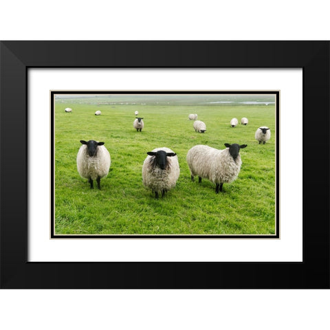 Blackface ewe-Northumberland-England-UK Black Modern Wood Framed Art Print with Double Matting by Su, Keren