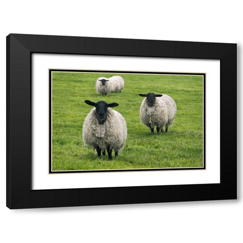 Blackface ewe-Northumberland-England-UK Black Modern Wood Framed Art Print with Double Matting by Su, Keren