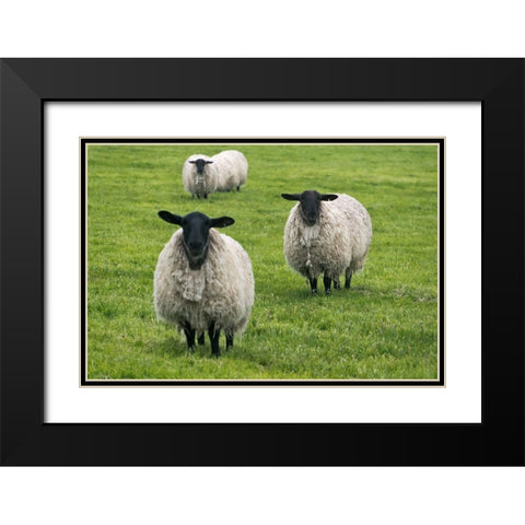 Blackface ewe-Northumberland-England-UK Black Modern Wood Framed Art Print with Double Matting by Su, Keren