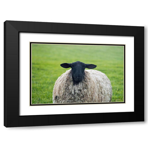 Blackface ewe-Northumberland-England-UK Black Modern Wood Framed Art Print with Double Matting by Su, Keren