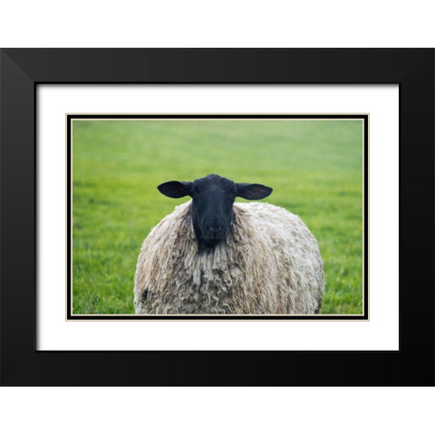 Blackface ewe-Northumberland-England-UK Black Modern Wood Framed Art Print with Double Matting by Su, Keren