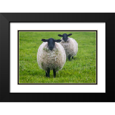 Blackface ewe-Northumberland-England-UK Black Modern Wood Framed Art Print with Double Matting by Su, Keren