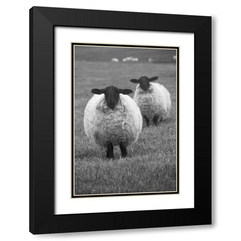 Blackface ewe-Northumberland-England-UK Black Modern Wood Framed Art Print with Double Matting by Su, Keren