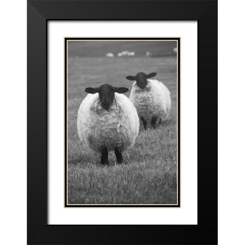 Blackface ewe-Northumberland-England-UK Black Modern Wood Framed Art Print with Double Matting by Su, Keren