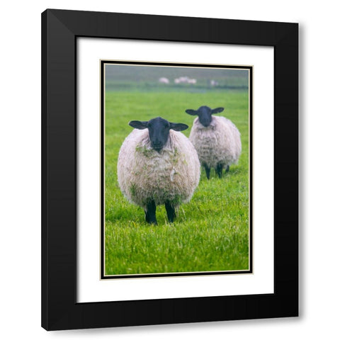 Blackface ewe-Northumberland-England-UK Black Modern Wood Framed Art Print with Double Matting by Su, Keren