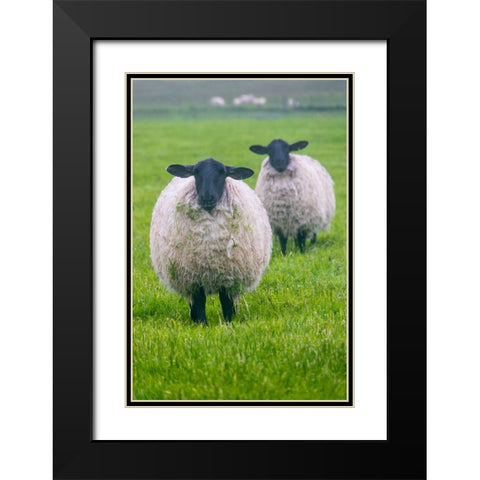 Blackface ewe-Northumberland-England-UK Black Modern Wood Framed Art Print with Double Matting by Su, Keren