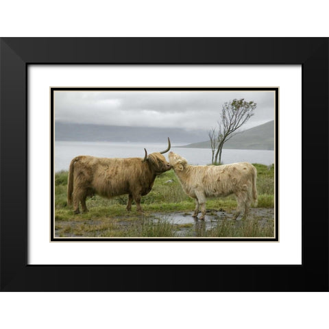 Scotland, Highland cows courting and grooming Black Modern Wood Framed Art Print with Double Matting by Anon, Ellen