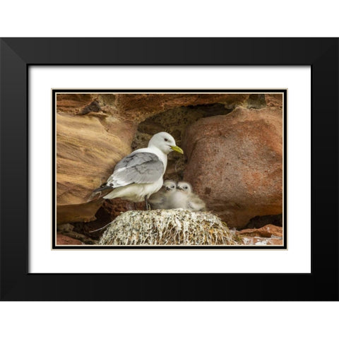 Scotland, Dunbar Kittiwake parent and chicks Black Modern Wood Framed Art Print with Double Matting by Illg, Cathy and Gordon