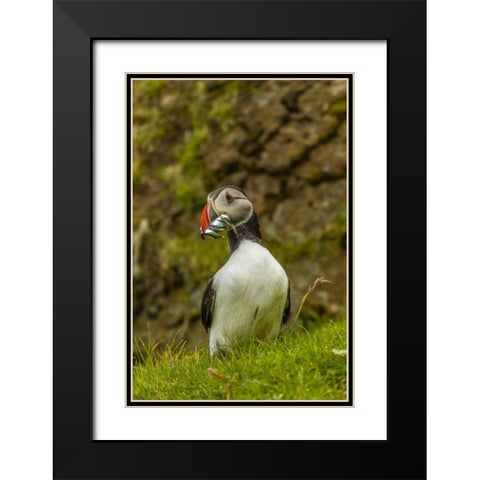 Scotland, Shetland Isl Atlantic puffin with fish Black Modern Wood Framed Art Print with Double Matting by Illg, Cathy and Gordon