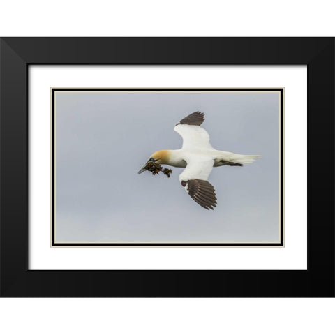 Scotland, Shetland Isl Flying gannet with twig Black Modern Wood Framed Art Print with Double Matting by Illg, Cathy and Gordon