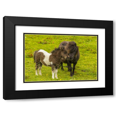 Shetland Islands Shetland pony and offspring Black Modern Wood Framed Art Print with Double Matting by Illg, Cathy and Gordon
